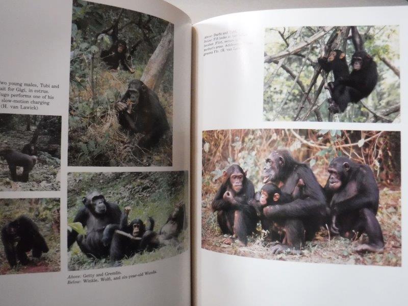 The Chimpanzees of Gombe Patterns of Behavior