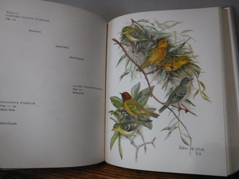 The Warblers of America - A Popular Account of The Wood Warblers as ...